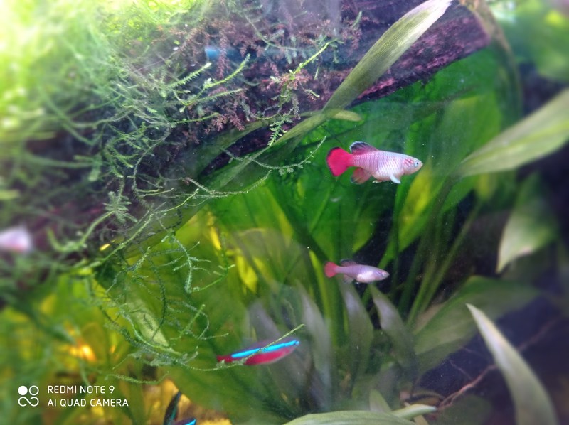 Identification killie