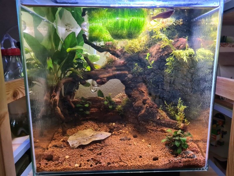 Le nano aquarium de 30L (NEWA MORE 30)