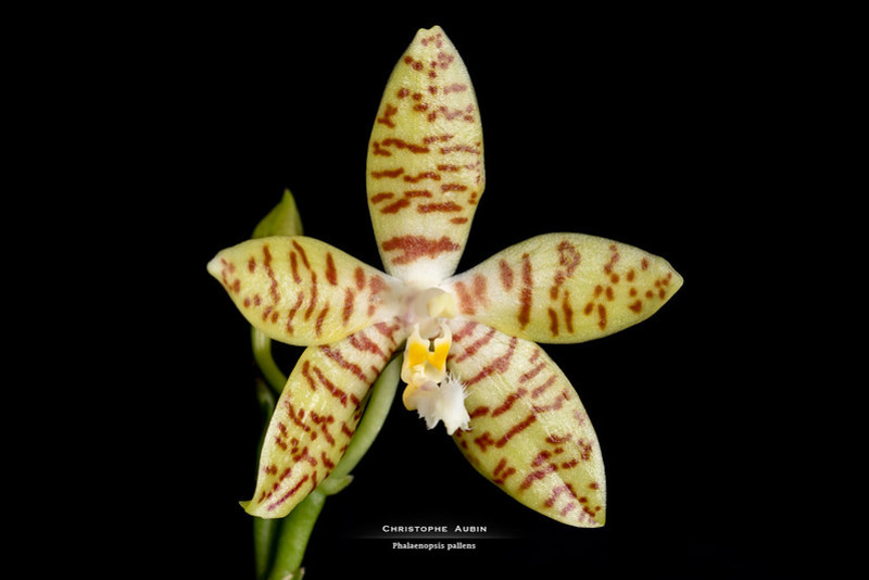 Phalaenopsis pallens