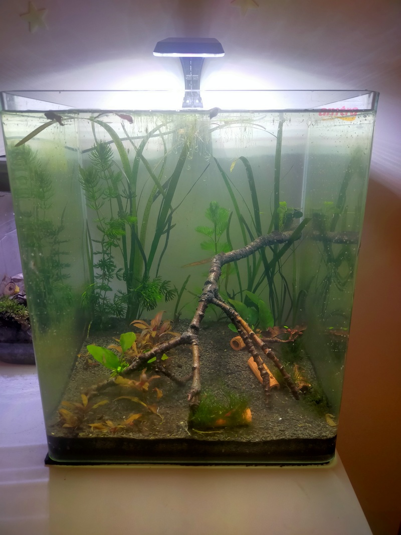 Nano 30 litres sans filtre