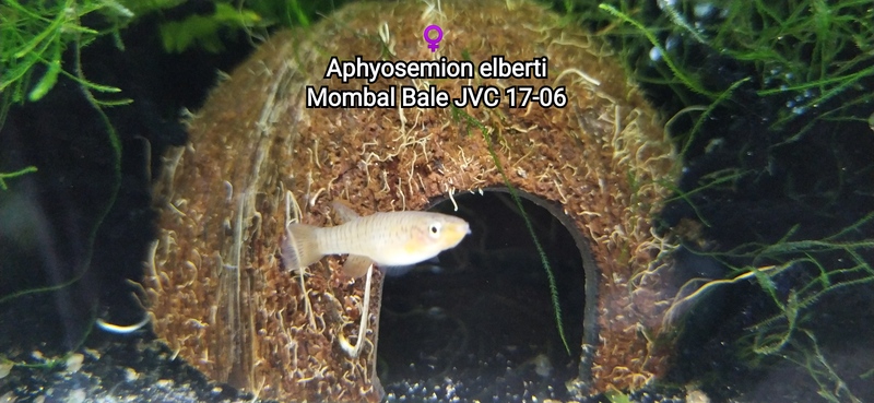 ♀️ Aphyosemion elberti Monbal Bale JVC 17-06