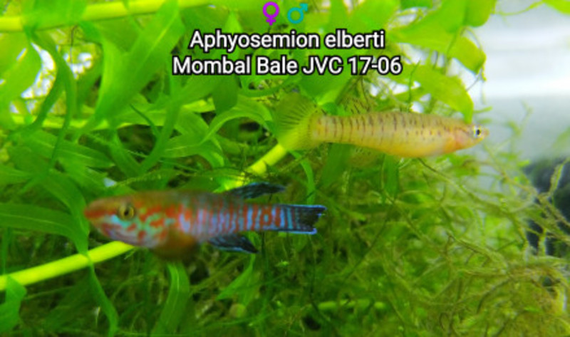 ♀️♂️ Aphyosemion elberti Monbal Bale JVC 17-06