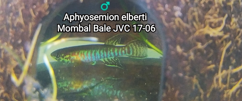 ♂️ Aphyosemion elberti Monbal Bale JVC 17-06