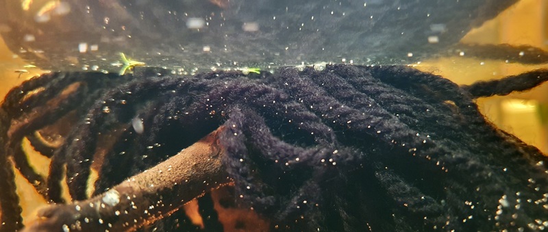 mop en surface avec oeufs