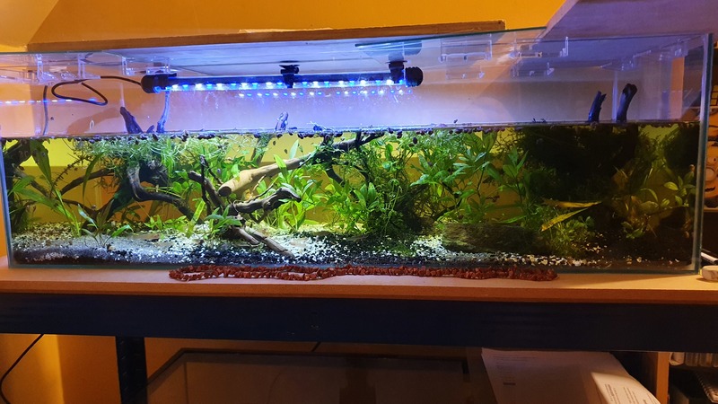 tartarium 80 avec lumière (mirabillis du commerce)