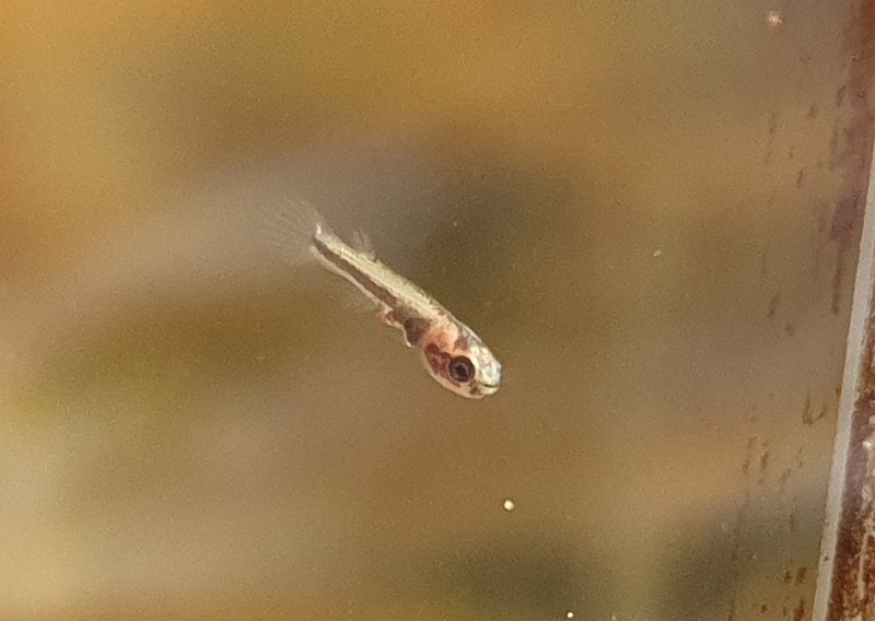 kryptolebias heyei sp.aff. Bon Goût GT15-01 alevin