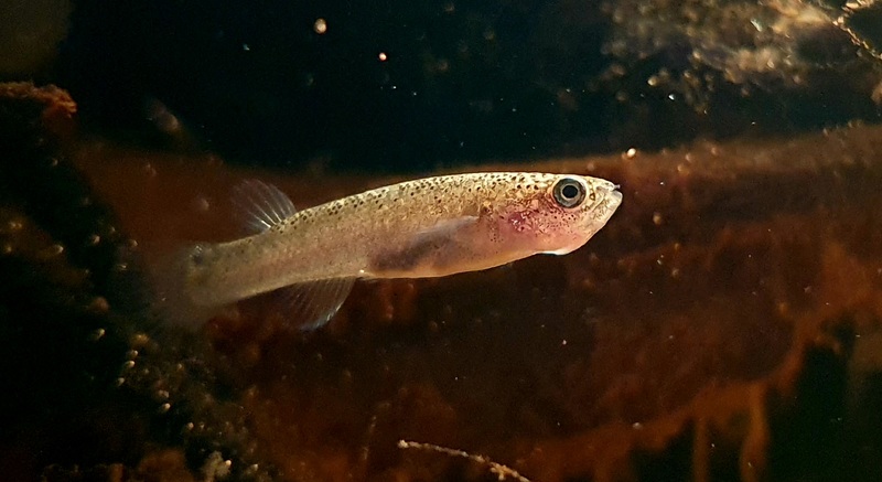 kryptolebias heyei sp.aff. Bon Goût GT15-01 alevin