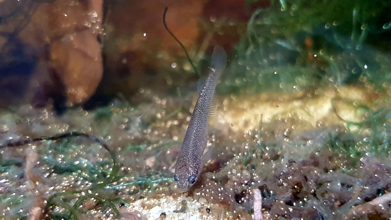 kryptolebias heyei sp.aff. Bon Goût GT15-01 alevin mangeant des œufs posés sur le sable