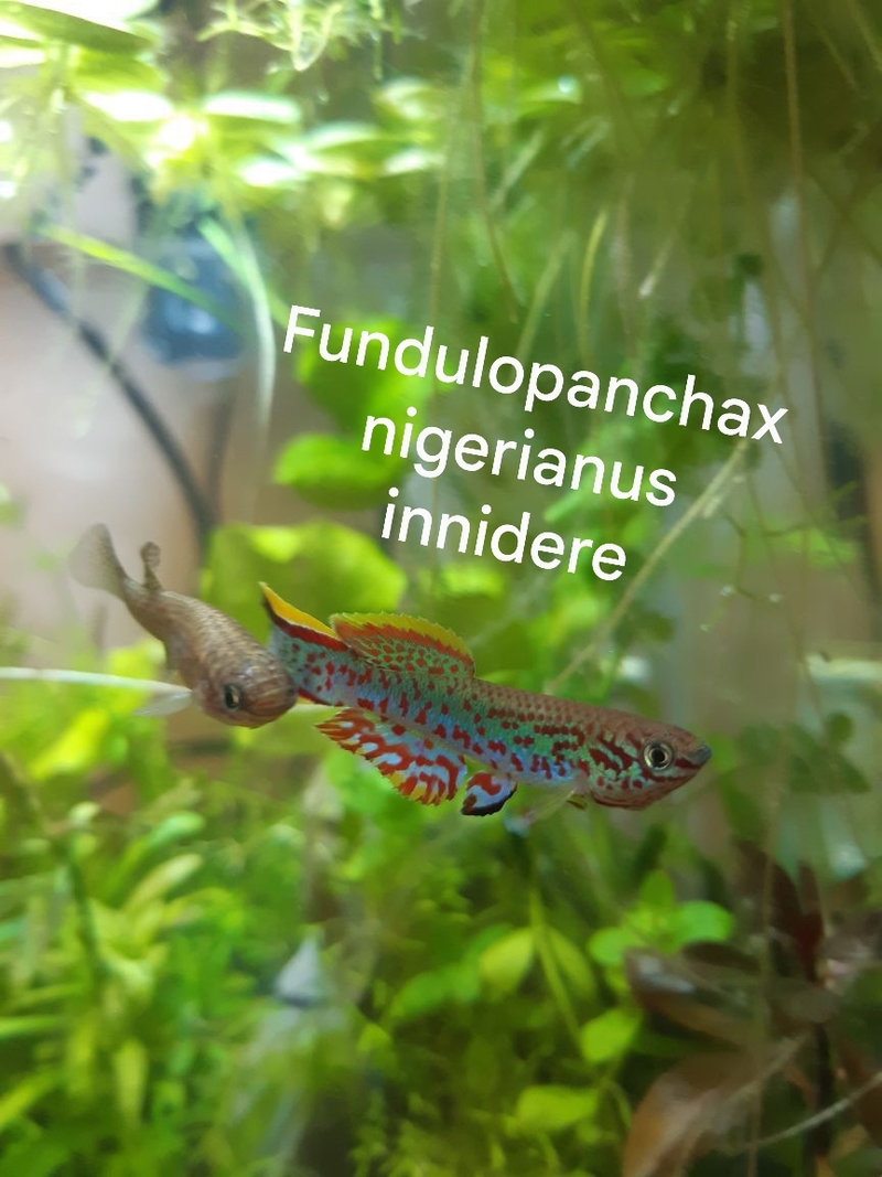 Fundulopanchax nigerianus innidere