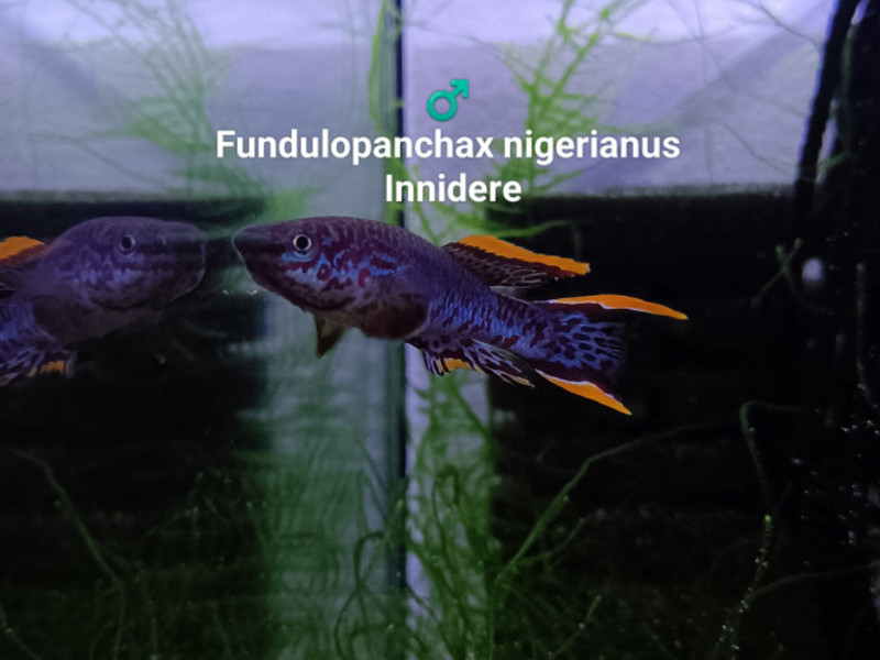 Fundulopanchax nigerianus innidere