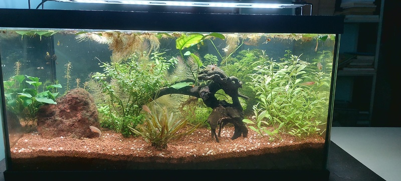 Aquarium principal de 60L