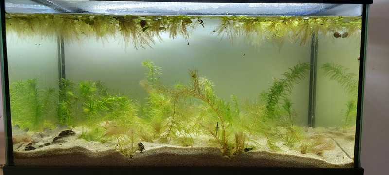 Aquarium secondaire de 40L