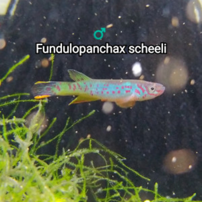 Mâle ♂️ Fundulopanchax scheeli
