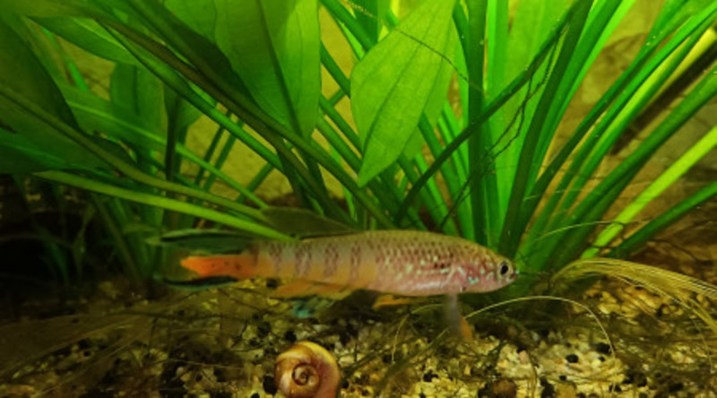 Mâle ♂️ Fundulopanchax sjoestedti Niger Delta