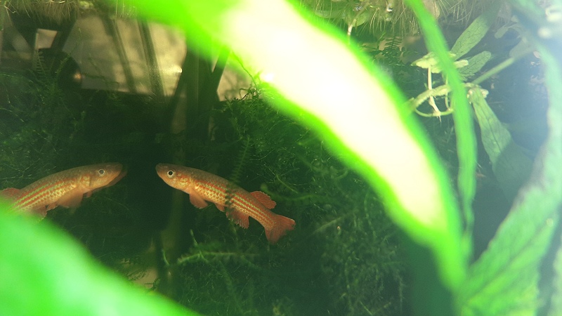 mâle n°1 avec flash