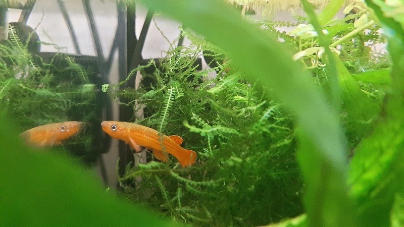 mâle n°1 sans flash