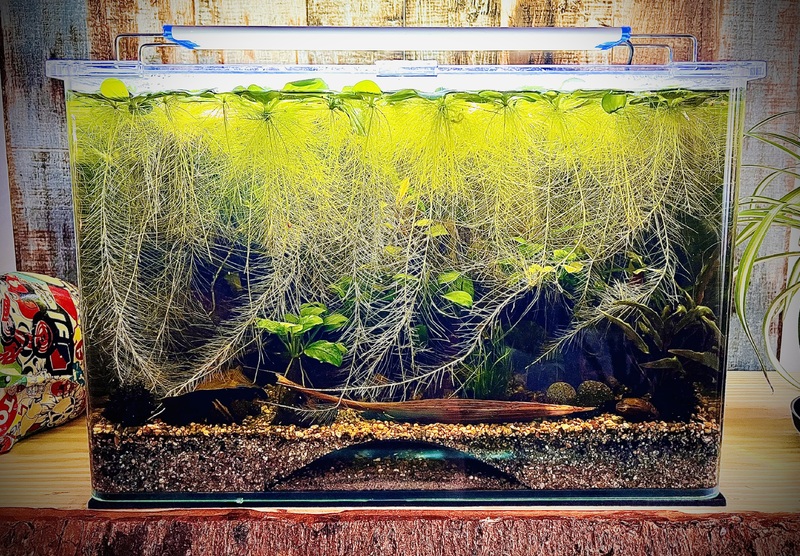 Bac pour aphyosemion australe