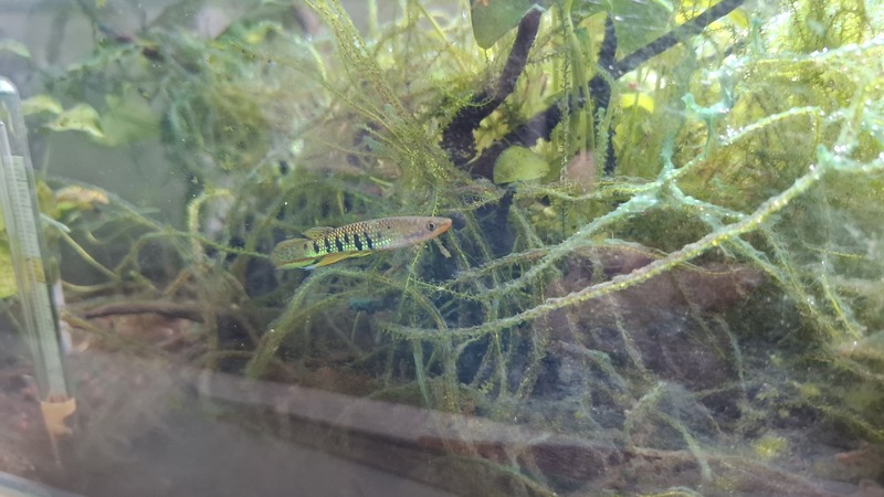 Photo du mâle sauvage