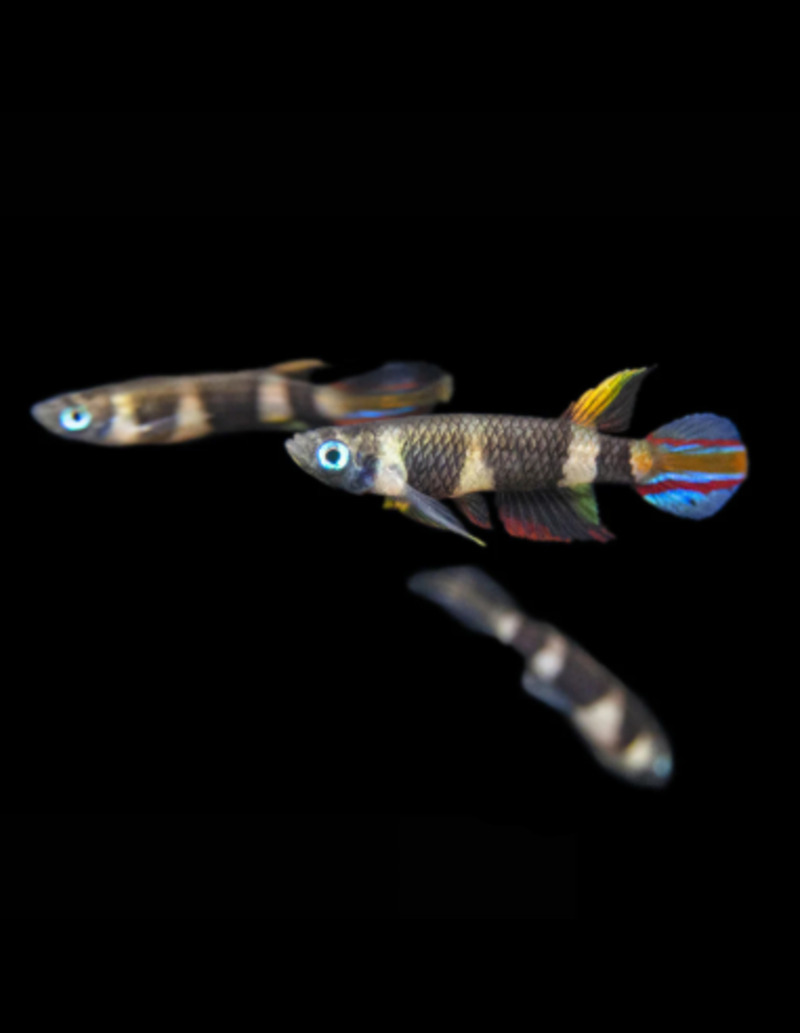 Pseudepyplatys annulatus patern ?