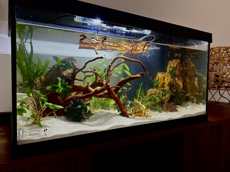 Aquarium 54L pour Killie