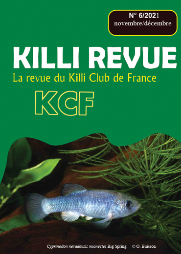 KR 6/2021