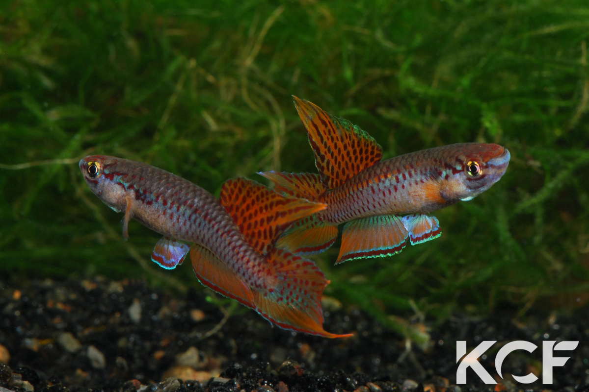 Chromaphyosemion Bitaeniatum Chromaphyosemion-bitaeniatum-lagos-rouge-couple-adulte-olivier-buisson-2019-05-04-14-33-32